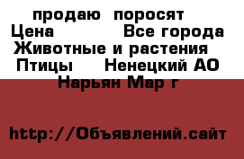 продаю  поросят  › Цена ­ 1 000 - Все города Животные и растения » Птицы   . Ненецкий АО,Нарьян-Мар г.
